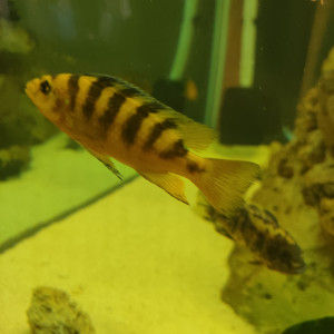 Cichlides malawi