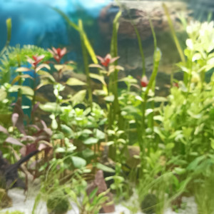 Publication de Lionlev31