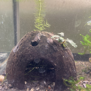 Demi noix ? coco avec Bucephalandra et caverne