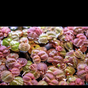 Phyllanthus  fluitans