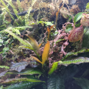 Publication de shanganagh-takhisis