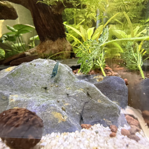 Crevette blue