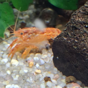 Publication de PORTELLI