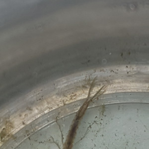 Publication de Afra17