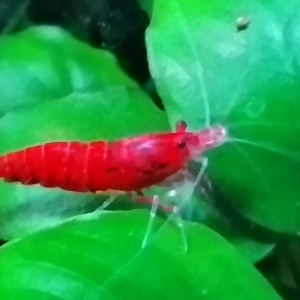 Publication de AquaShrimp95