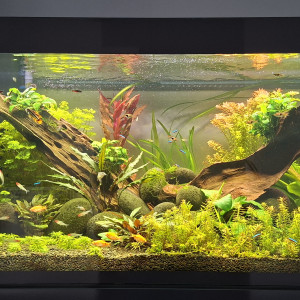 Publication de Guizmo015