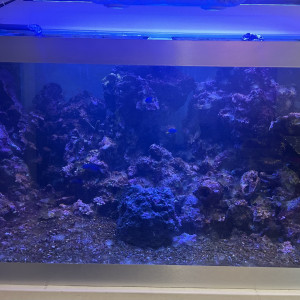 Vend aquarium