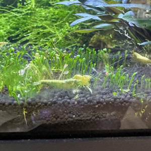 Publication de Amel16