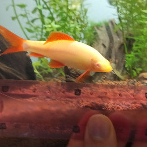 labeo albino 7cm