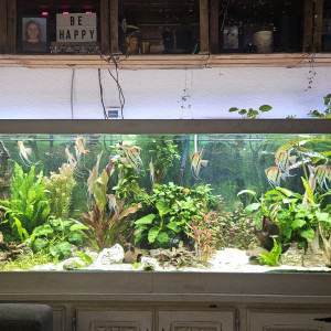 Publication de Aleau