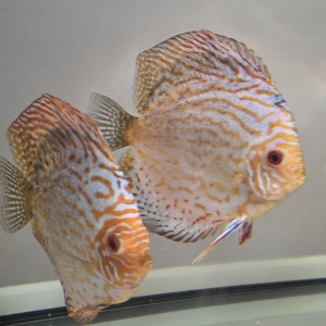 Discus adultes