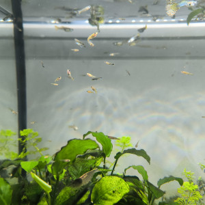 Donne juvéniles guppys