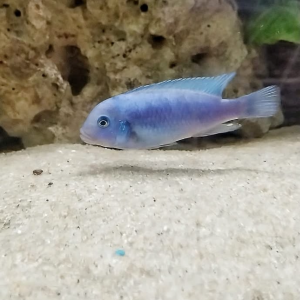 Metriaclima caillanos mwafufu