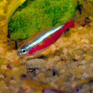Cardinalis Paracheirodon axelrodi