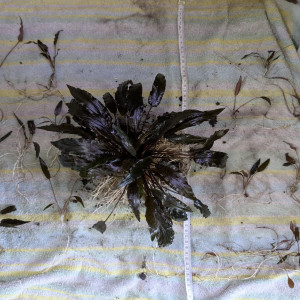 Cryptocoryne undulata Pieds mere et pousses