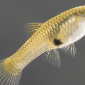 Guppy femelle