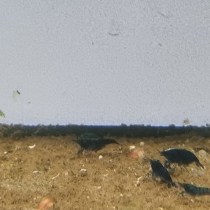 Crevettes neocaridina