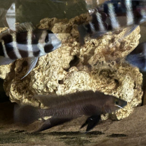 Couple Frontosa Burundi