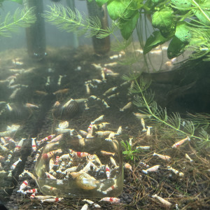 Crevette caridina TWB
