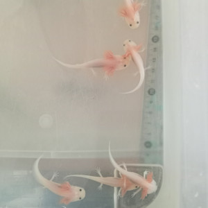 Axolotls leucistiques