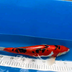 Carpes koï