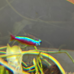 Donne des poissons