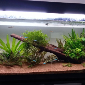 Aquarium du salon