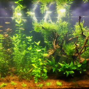 450 Asiatique Low Tech