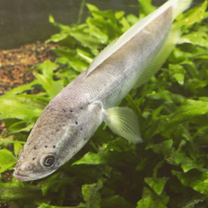 MonsterFish One
