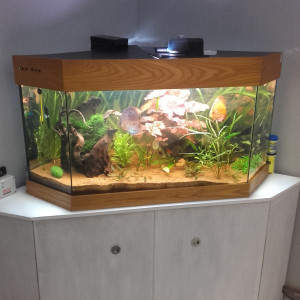Bac à discus