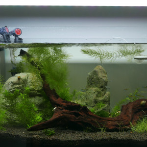 50L de Dorsiocellata crevettes et escargots