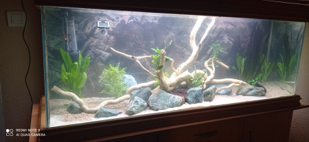 aquariophile Tijean46
