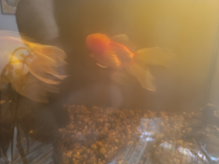 aquariophile Bubulle43