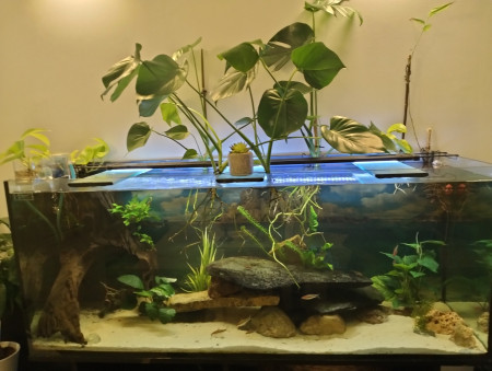 aquariophile AlexPleco