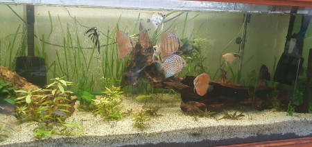 aquariophile Kikosev66