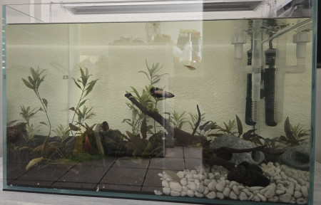 aquariophile G0t1er