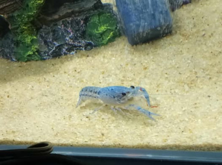 aquariophile moimoi21