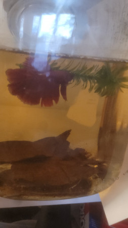aquariophile Say30betta