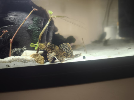 aquariophile Goldyfish