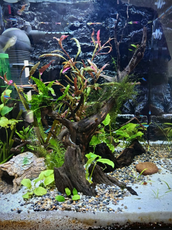 aquariophile SebtheFish