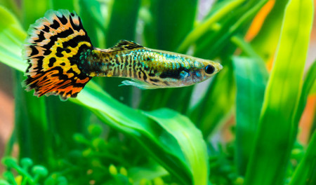 aquariophile L3Pedro