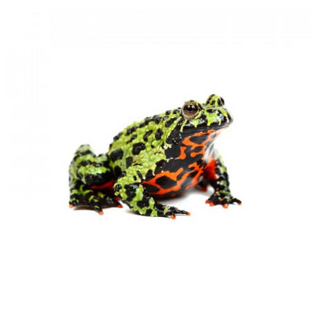 aquariophile AntoineCaparros