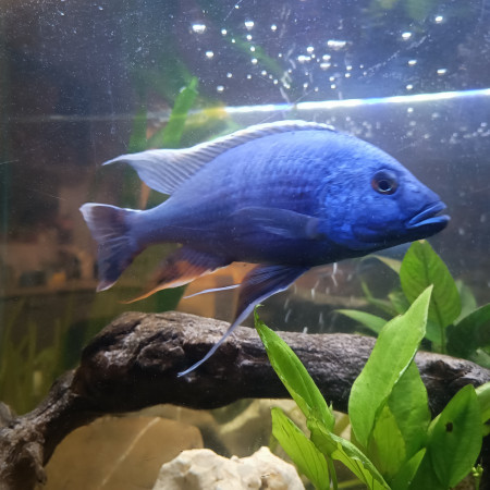 aquariophile Malvira14