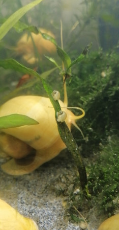 aquariophile Aragnea