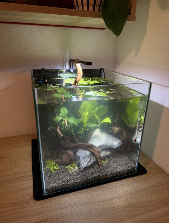 aquariophile Liliaqua