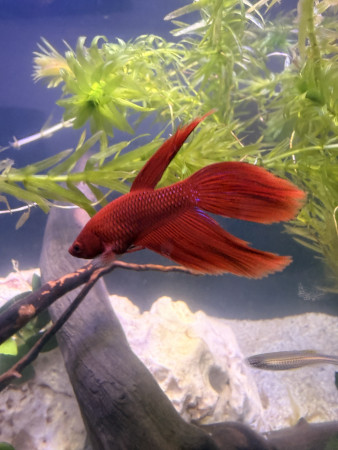 aquariophile incaroyable