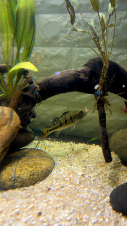 aquariophile Latino-973