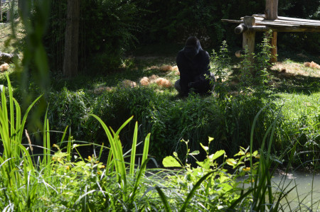 aquariophile zztop61