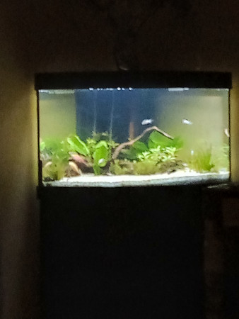 aquariophile Cristel