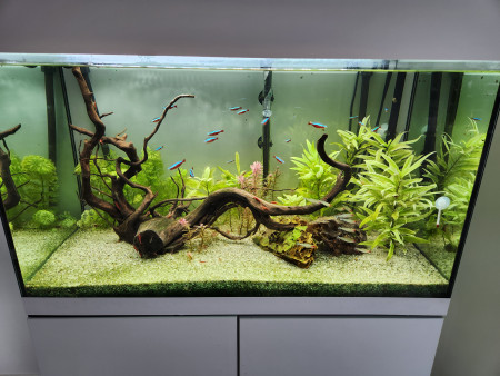 aquariophile Flolyon69009